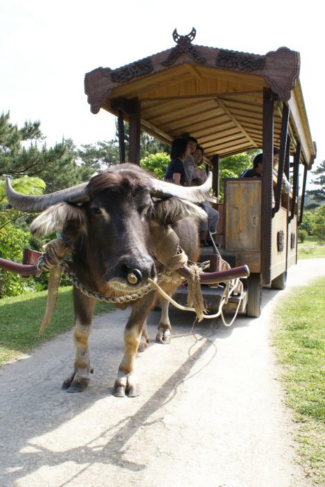 ビオスの丘の水牛車