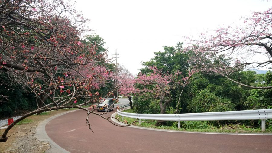 沖縄の桜 寒緋桜（カンヒザクラ）