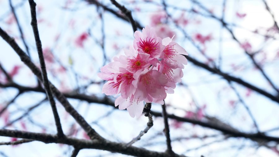 沖縄の桜 寒緋桜（カンヒザクラ）