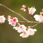 沖縄の桜 寒緋桜（ヒカンザクラ）