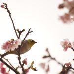 沖縄の桜 寒緋桜（ヒカンザクラ）