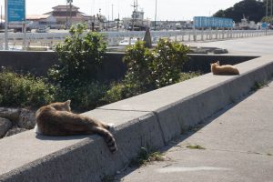 奥武島（おうじま）猫の昼ね