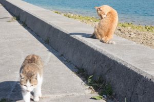 奥武島（おうじま）海岸沿いの猫