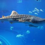 沖縄美ら海水族館（おきなわちゅらうみすいぞくかん）ジンベエザメ