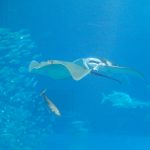沖縄美ら海水族館（おきなわちゅらうみすいぞくかん）マンタとエイ