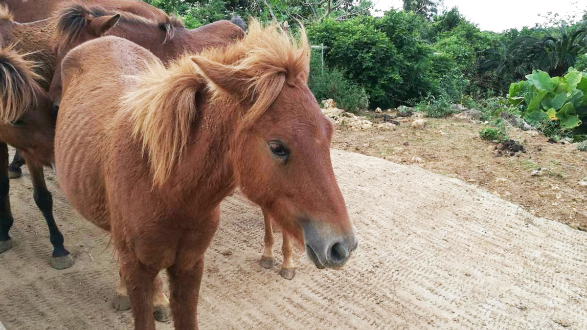 宮古馬｜みやこうま｜宮古島｜みやこじま｜馬｜天然記念物 | おきろぐ（Okilog）沖縄
