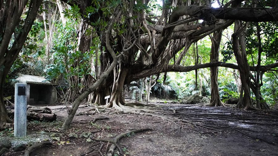 東の御嶽（あがりのうたき）シヌグ堂　の大きなガジュマルの木