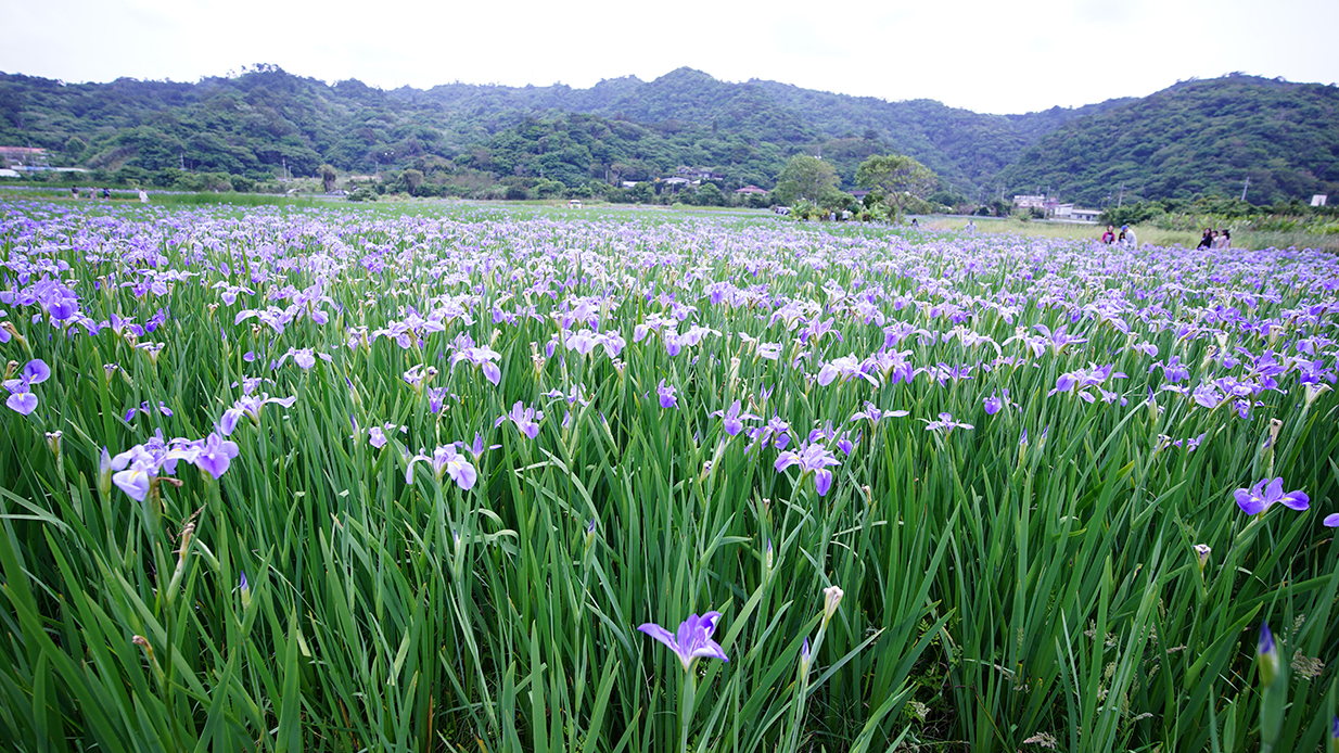 大宜味村に花咲くオクラレルカ おきろぐ Okilog 沖縄