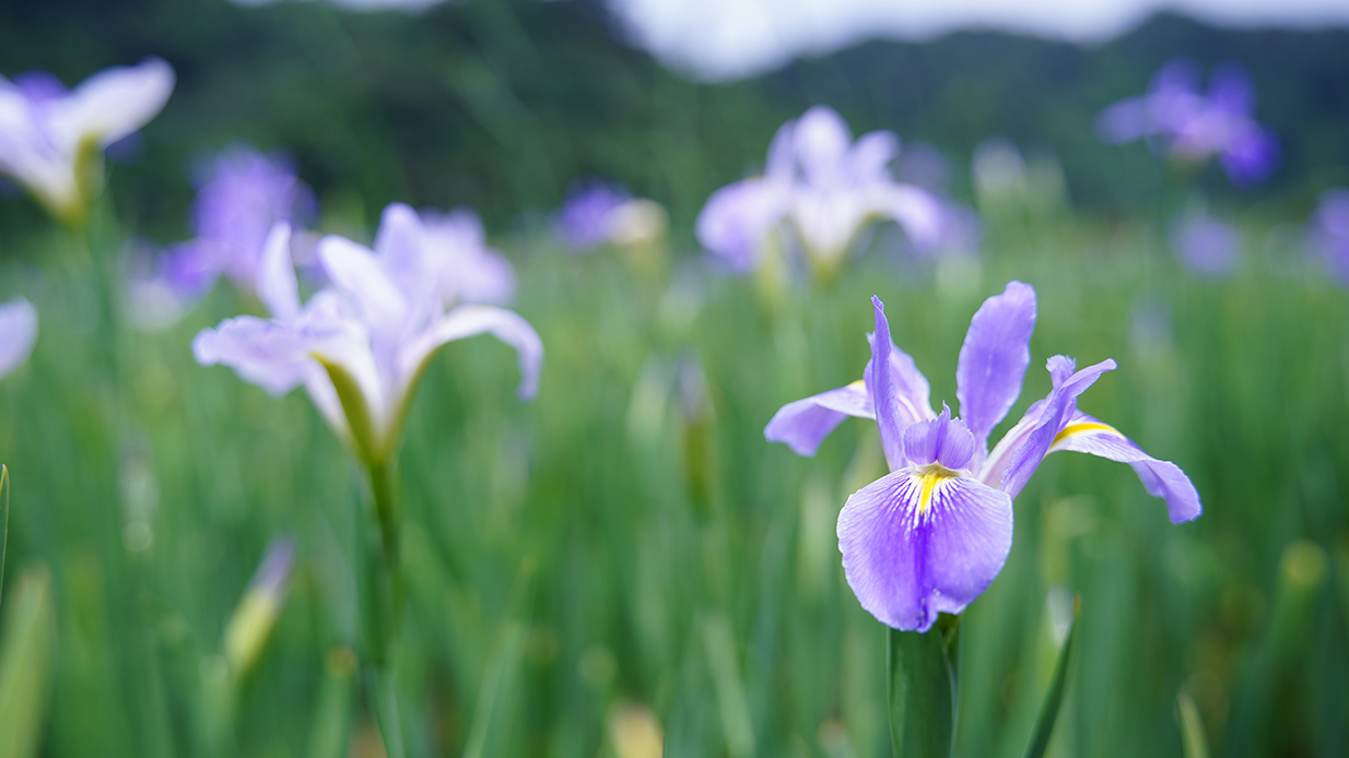 大宜味村に花咲くオクラレルカ おきろぐ Okilog 沖縄