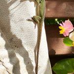 グリーンアノール 沖縄県外来種生物