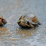 リュウキュウヤマガメ 琉球山亀 りゅうきゅうやまがめ