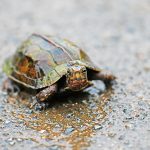 リュウキュウヤマガメ 琉球山亀