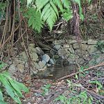 サキシマスオウノキ（サキシマスオウの木）湧き水