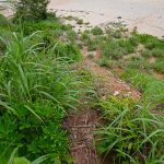 自然が作る岩の窓 楚洲（そす）までの道