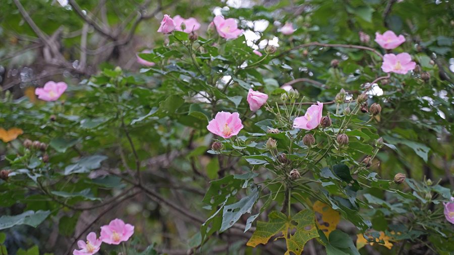 芙蓉（フヨウ）やんばるに咲く