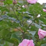芙蓉（フヨウ）やんばるに咲く