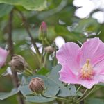 芙蓉（フヨウ）やんばるに咲く