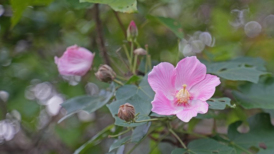 芙蓉（フヨウ）やんばるに咲く