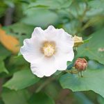 芙蓉（フヨウ）やんばるに咲く