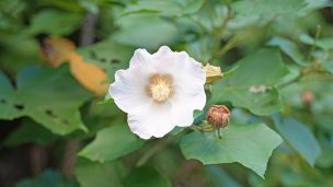 芙蓉（フヨウ）やんばるに咲く