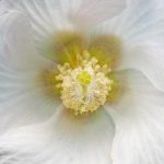 芙蓉（フヨウ）やんばるに咲く