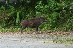 リュウキュウイノシシ(りゅうきゅういのしし)