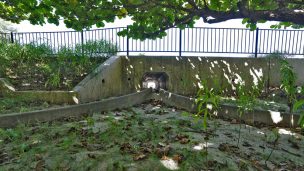 カニさんトンネル（かにさんとんねる）