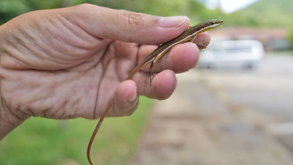アオカナヘビ Takydromus smaragdinus