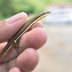 アオカナヘビ Takydromus smaragdinus