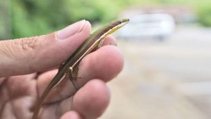 アオカナヘビ Takydromus smaragdinus