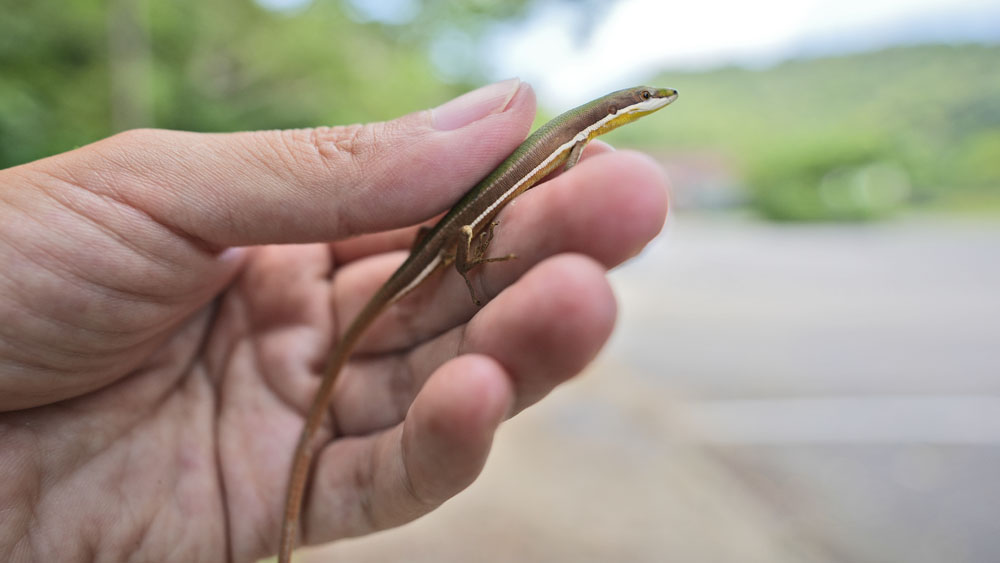 アオカナヘビ Takydromus smaragdinus