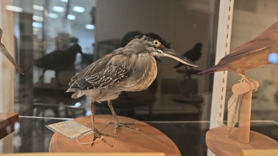 やんばる野生生物保護センターウフギー自然館 ササゴイの剥製