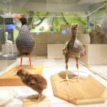 やんばる野生生物保護センターウフギー自然館　ヤンバルクイナ