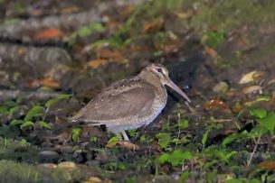 アマミヤマシギ