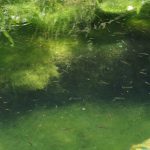 与座ガー・与座川公園（よざがー・よざがわ）