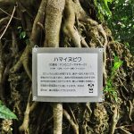 城跡・グスク 浦添ようどれ（うらそえようどれ）