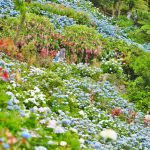 よへなあじさい園(よへなあじさいえん)
