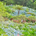よへなあじさい園(よへなあじさいえん)