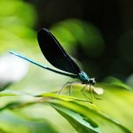 リュウキュウハグロトンボ